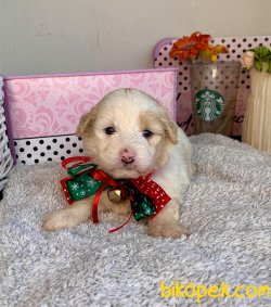 Maltipoo Mini Boy Yavrular 1