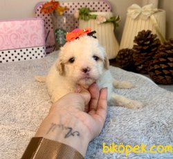 Maltipoo Mini Boy Yavrular 2