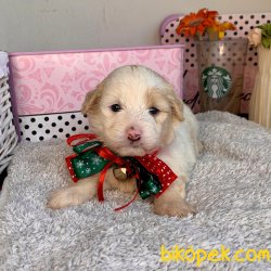 Maltipoo Mini Boy Yavrular 3