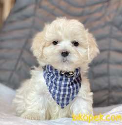 Maltipoo Mini Boy Yavrular 2