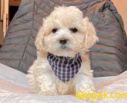 Maltipoo Mini Boy Yavrular 1