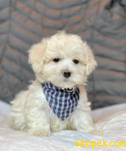 Maltipoo Mini Boy Yavrular 4