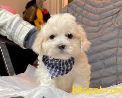 Maltipoo Mini Boy Yavrular 3