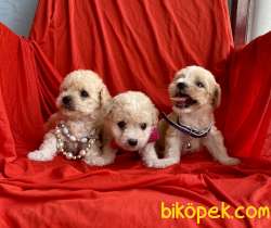 Maltipoo Mini Boy Yavrularımız 2