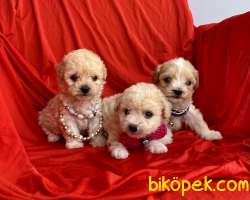 Maltipoo Mini Boy Yavrularımız 4