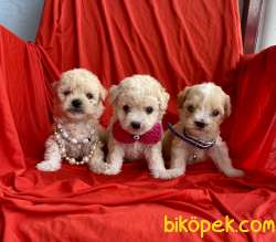 Maltipoo Mini Boy Yavrularımız 3