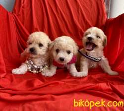 Maltipoo Mini Boy Yavrularımız 1
