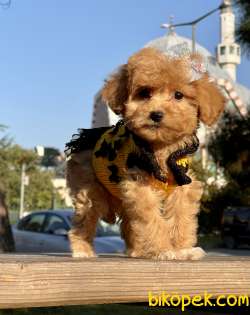 Maltipoo Mini F2 Yavrularımız 5