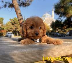 Maltipoo Mini F2 Yavrularımız 1