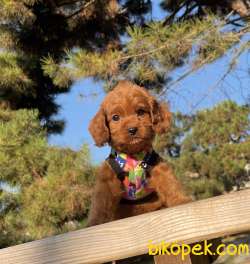 Maltipoo Mini F2 Yavrularımız 2
