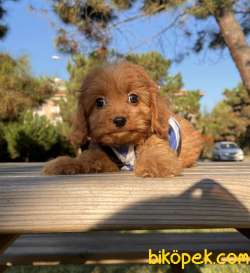 Maltipoo Mini F2 Yavrularımız 3