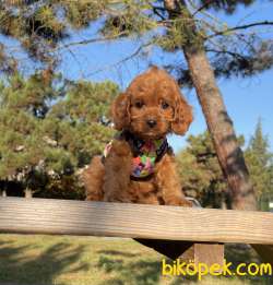 Maltipoo Mini F2 Yavrularımız 4