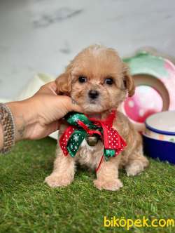 Maltipoo Mini Güzel Bebekler 3