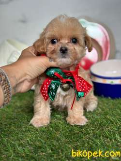 Maltipoo Mini Güzel Bebekler 2