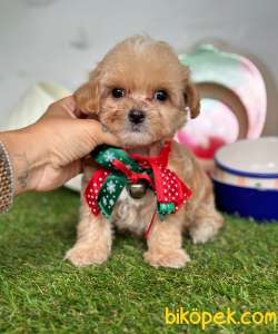 Maltipoo Mini Güzel Bebekler 4