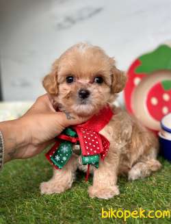 Maltipoo Mini Güzel Bebekler 1
