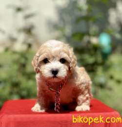 Maltipoo Mini Irk F1 Yavrularımız 5