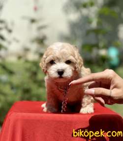 Maltipoo Mini Irk F1 Yavrularımız 1