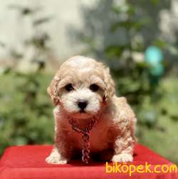 Maltipoo Mini Irk F1 Yavrularımız 3