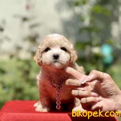 Maltipoo Mini Irk F1 Yavrularımız 2