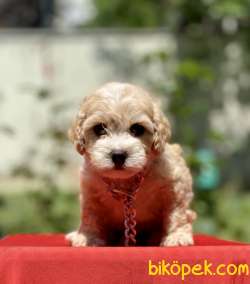 Maltipoo Mini Irk F1 Yavrularımız 4