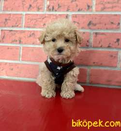 Maltipoo Mini Irk Tuy Dökmez Yavrularımız 1