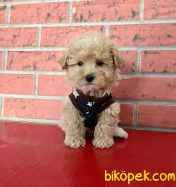 Maltipoo Mini Irk Tuy Dökmez Yavrularımız 2