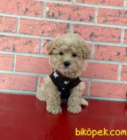 Maltipoo Mini Irk Tuy Dökmez Yavrularımız 3