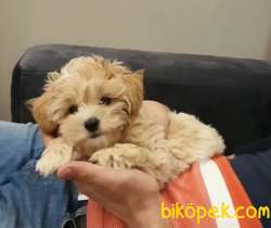 Maltipoo Mini Red Teacup Yavrularımız 2