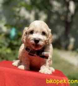 Maltipoo Mini Safkan Yavrularımız 3