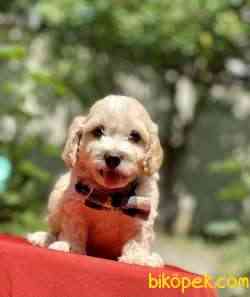 Maltipoo Mini Safkan Yavrularımız 1