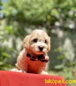 Maltipoo Mini Safkan Yavrularımız 4