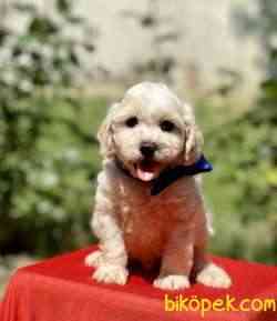 Maltipoo Mini Safkan Yavrularımız 2