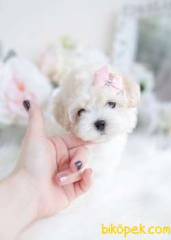 Maltipoo Mini Teacup Bebeklerimiz 3