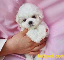 Maltipoo Mini Teacup Bebeklerimiz 4