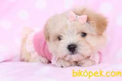 Maltipoo Mini Teacup Bebeklerimiz 2
