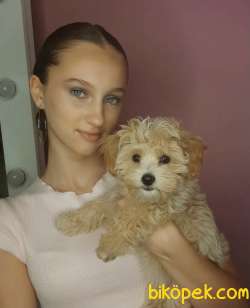 Maltipoo Mini Teacup Safkan Yavrularımız 1
