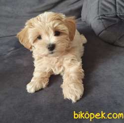 Maltipoo Mini Teacup Safkan Yavrularımız 4