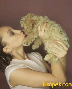 Maltipoo Mini Teacup Safkan Yavrularımız 2