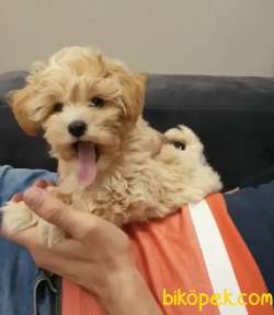 Maltipoo Mini Teacup Safkan Yavrularımız 3