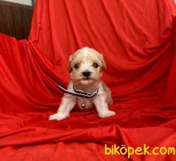 Maltipoo Mini Teacup Yavrularımız 3