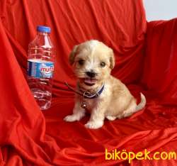 Maltipoo Mini Teacup Yavrularımız 4