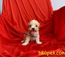 Maltipoo Mini Teacup Yavrularımız 1