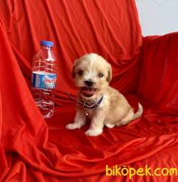 Maltipoo Mini Teacup Yavrularımız 2