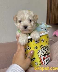 Maltipoo Mini Yavrularımız 2