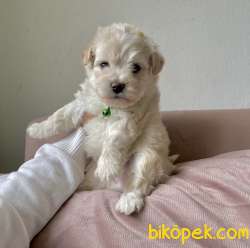 Maltipoo Mini Yavrularımız 3