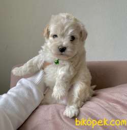 Maltipoo Mini Yavrularımız 4