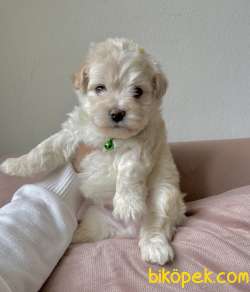 Maltipoo Mini Yavrularımız 1