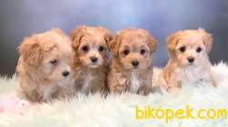 Maltipoo Mini Yavrularımız 4
