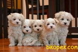 Maltipoo Mini Yavrularımız 1